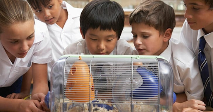 Inspire Students: Free Classroom Pet Grant for Teachers!